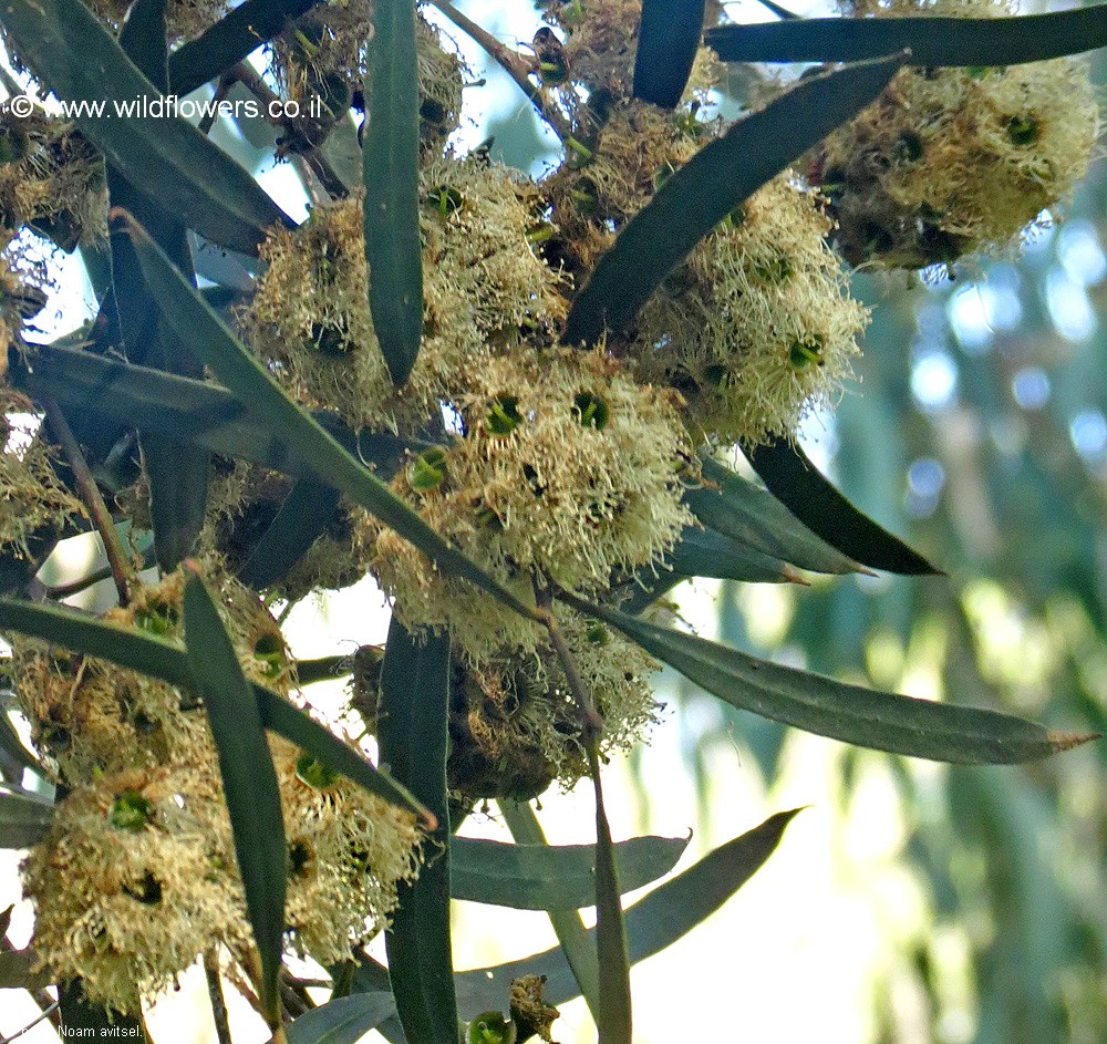 Eucalyptus pulchella